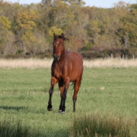 cheval qui court