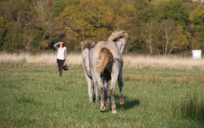 L'équitation éthologique