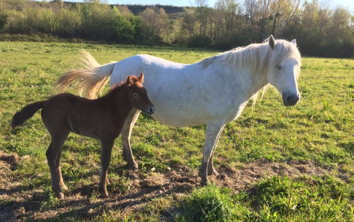 Le cheval de camargue