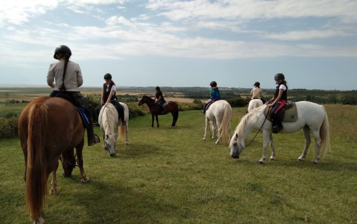 Les chevaux